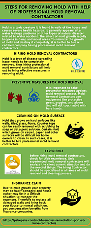 Steps for Removing Mold with Help of Professional Mold Removal Contractors
