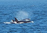 Marvel at Nature’s Wonders and Visit the San Juan Islands for Whale Watching Adventures