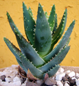 Aloe Vera: Skin, Hair & Health Benefits of Aloe Vera | Uses of Aloe Vera