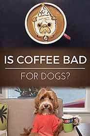Is Coffee Bad for Dogs? | Dopimize