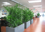 Create a Beauty of Nature through Best Indoor Plants Hire