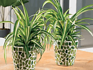 Indoor Plants Hire Melbourne