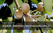 Baheda - Bibhitaki (Terminalia bellirica) Health Benefits and Uses