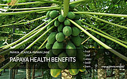 Papaya Health Benefits – The Amazing Uses Of The Entire Plant – With little Side effects