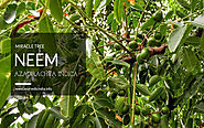 Neem Tree Information – Benefits Of Neem Leaves - Oil & Bark