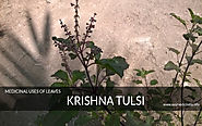 krishna Tulsi - Information About Tulsi & Medicinal Uses Of Leaves