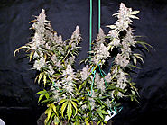 King in the North Auto Seeds - Sensible Seeds Premium