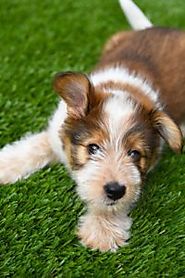 The Major Advantages of Using Artificial Grass for Dogs in Denver