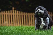 Synthetic Turf in Denver: Eliminating Backyard Hazards to Keep Dogs Safe
