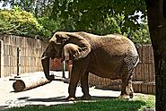 Tust at the Memphis zoo