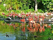 Zoo Miami Dade country