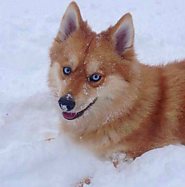 Foxy Pomsky love to play in snow