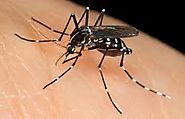 Pest Information: Mosquitoes
