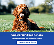 Best Underground Dog Fences | Dog Guard – Ninza Miller – Medium