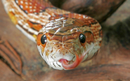 Pet subjects: how can we find a missing snake in the house?
