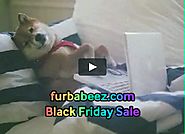 Shop Black Friday 25% off 2017- Furbabeez.com on Vimeo