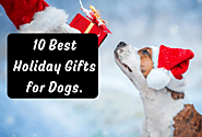 10 Best Holiday Gifts for Dogs. | Furbabeez