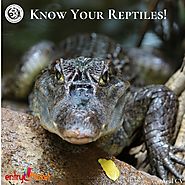 Know Your Reptiles!!! | Registration available on Entryeticket