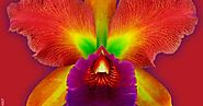 Flowers Collection by Howard Schatz.