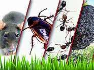 Pest Control in Home
