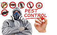 X Terminator Pest Control in Boca Raton
