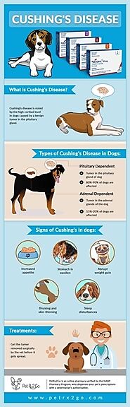 Questions Dog Owners have on Cushing’s Disease