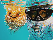 Snorkeling with tropical beauty. Amatuers and professional divers alike take advantage of crystal blue waters, amazin...