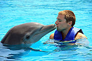 Swimming with sting rays and dolphins is another popular Carribean event. Many people go to this area expressly for t...