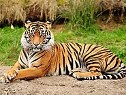 Environment Minister Attends Global Tiger Day Celebrations