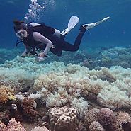 An aerial survey revealed that two-thirds of the reef has now been devastated by severe coral bleaching.