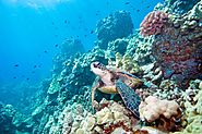 The diverse reef is home to 1,625 species of fish 1,400 species of coral and over 3000 species of molluscs.