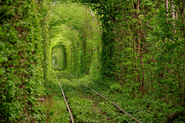 14 Magnificent Tree Tunnels