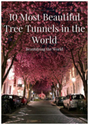 10 Most Beautiful Tree Tunnels in the World: Be...