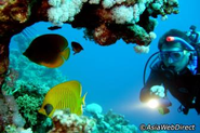 Phuket Scuba Diving