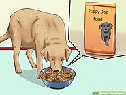 Dog Pregnancy Food