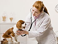 Veterinary Specialist require at the time of Dog Pregnancy