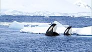 Amazing Footage of Killer Whales On The Hunt