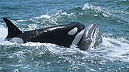 Orcas and whales seen in fight to the death
