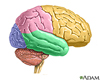 concussive brain injury: Topics by Science.gov