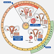 Descubre cómo Llevar el tu Calendario de Ovulación - Clínica de Fertilidad Querétaro