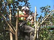 Specialists Of Emergency Tree Removal