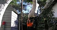 Availing Of Tree Lopping Services Sydney