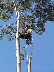 Meeting All Environmental Standards With Tree Lopping Sydney Services