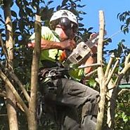 Tree Stump Grinding Services