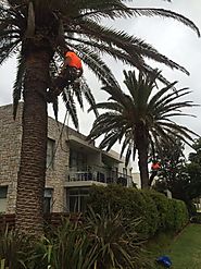 Find Out Different Kind Of Tree Services