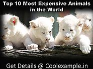 Know 10 Most Expensive Animals in the World | Check Names, Price In Indian Rupee