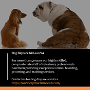 Dog Daycare McLean VA