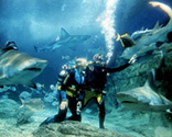 Swim with sharks in Australia! (Without a cage)