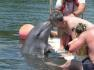 Swim with Dolphins in Varadero Cuba!