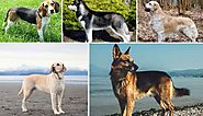 Top 10 Best Dog Breeds List